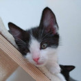 Willi